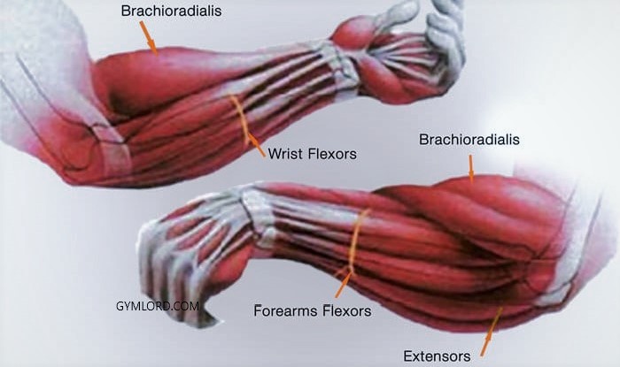 Nhóm cơ cẳng tay là phần cơ quan trọng trên cơ thể con người