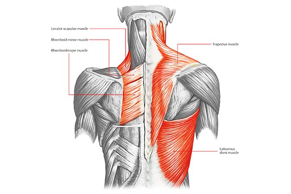 Cơ lưng là phần cơ chiếm nhiều diện tích nhất trên cơ thể