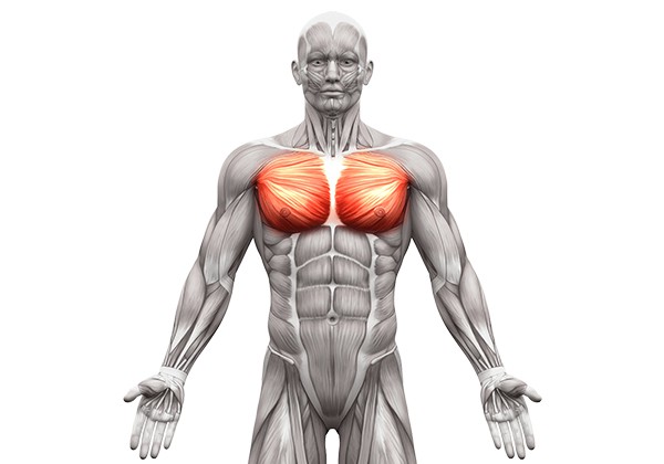 Cơ ngực được chú trọng lớn trong tập luyện thể hình