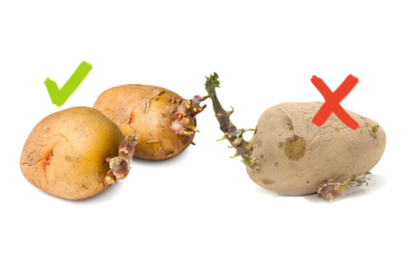 Lưu ý không nên ăn khoai tây mọc mầm vì chứa độc tố